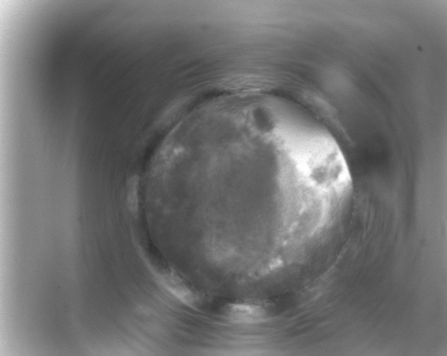 X0000068300167200605051942