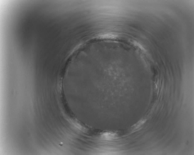 X0000068300168200605051942