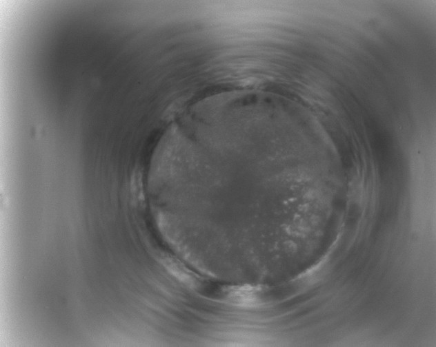 X0000068300182200605051942