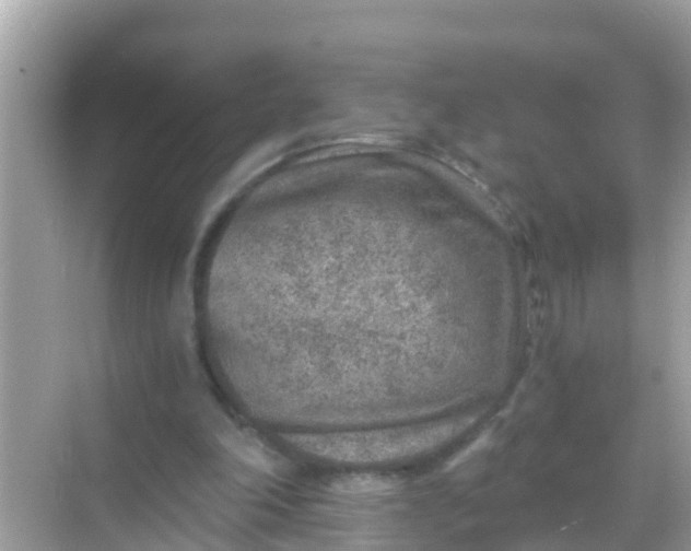 X0000068300198200605051942