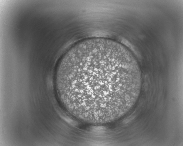 X0000068300203200605051942