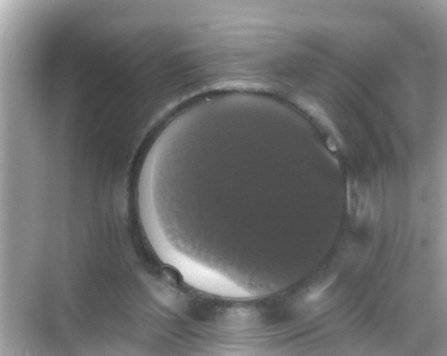 X0000068300204200605051942