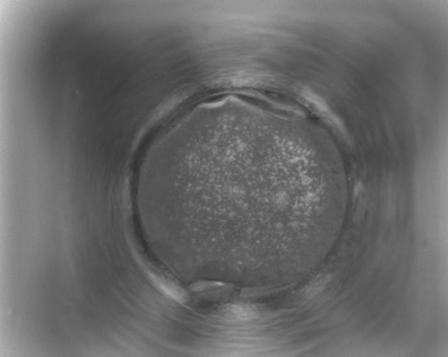 X0000068300250200605051940