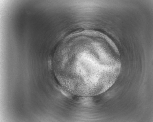 X0000068300288200605051941