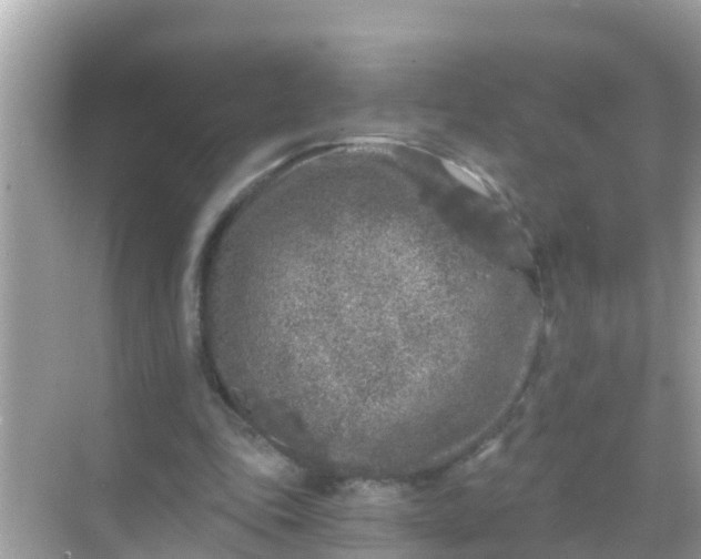 X0000068300343200605051939