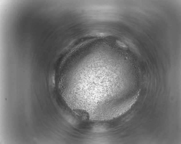 X0000068300358200605051939