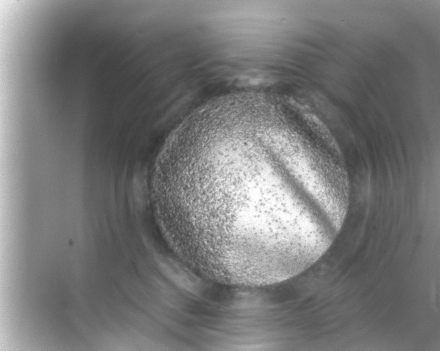 X0000068300376200605051939