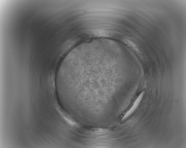 X0000068300398200605051938