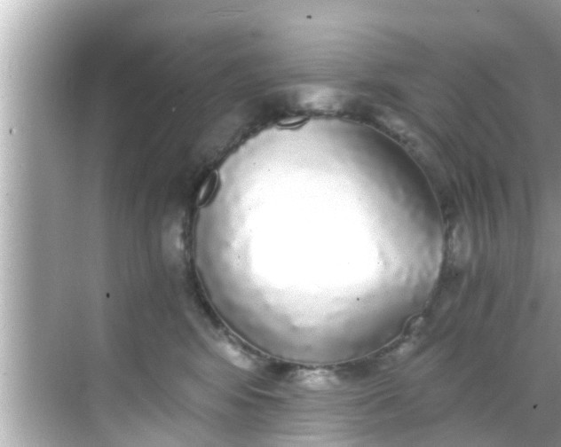 X0000068300424200605051938