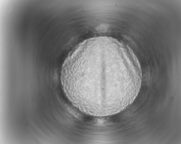 X0000068300662200605051934