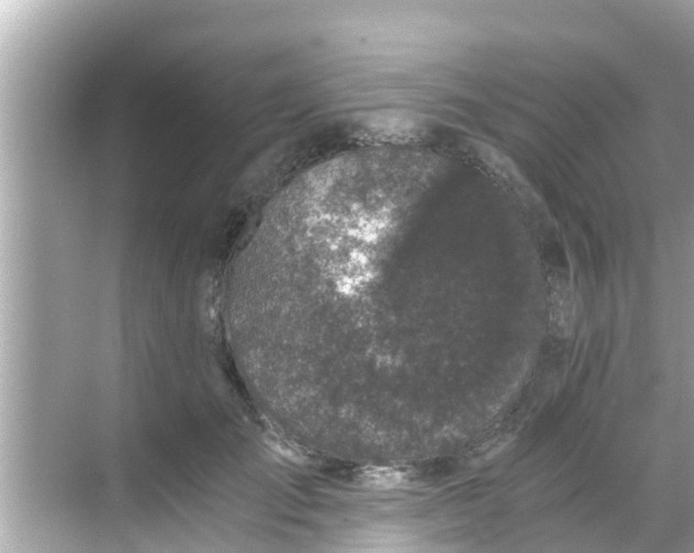 X0000068300701200605051933