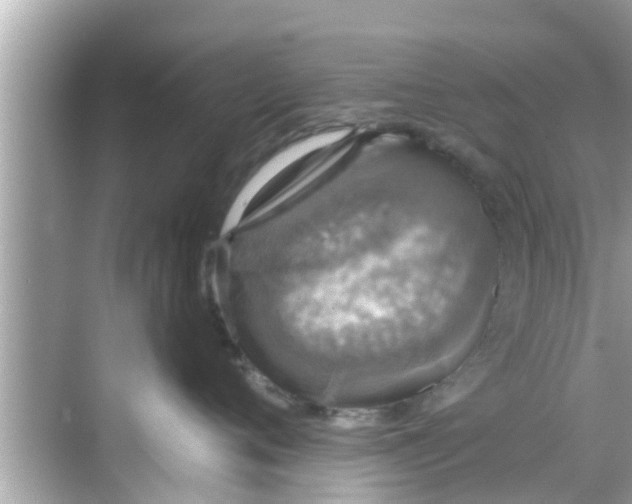 X0000068300720200605051933