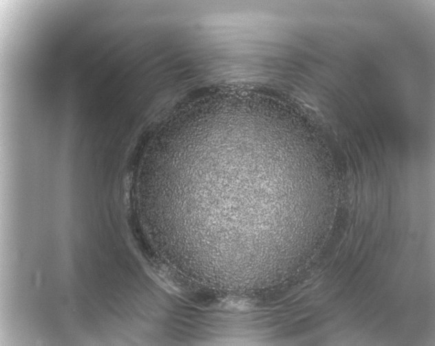 X0000068300742200605051932