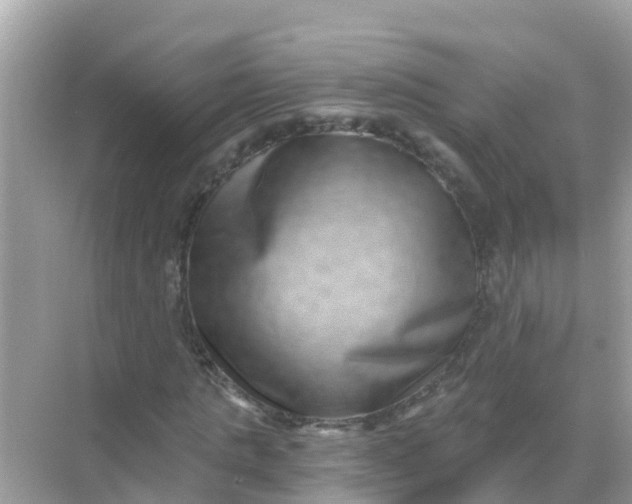 X0000068300821200605051931