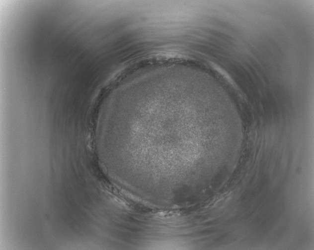 X0000068300823200605051931