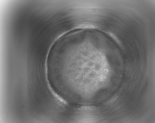 X0000068300840200605051931