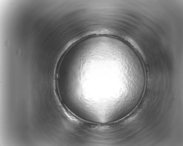 X0000068300845200605051931