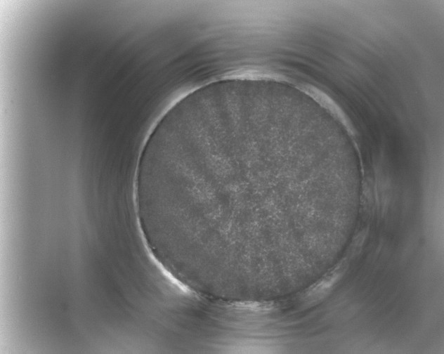 X0000068300855200605051931