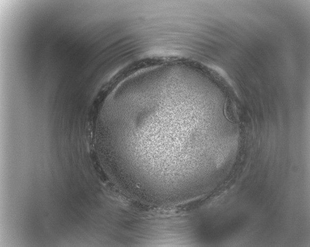 X0000068300871200605051930