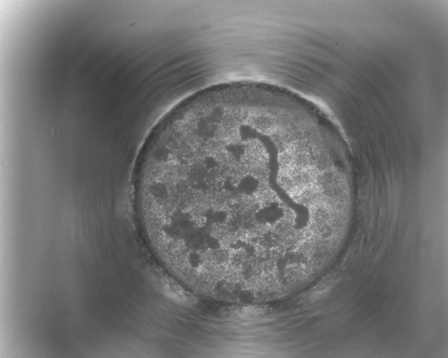 X0000068300879200605051930