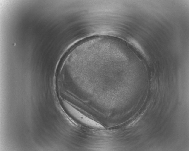 X0000068300932200605051929