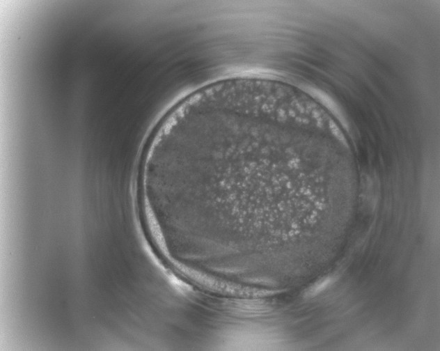 X0000068301007200605051928