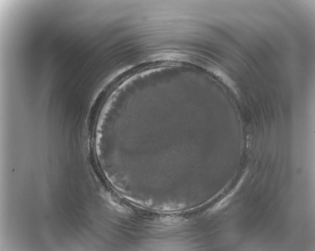 X0000068301117200605051926