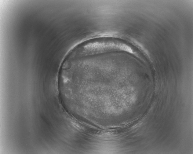 X0000068301174200605051925