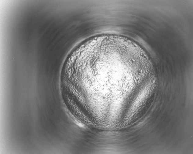 X0000068301240200605051925