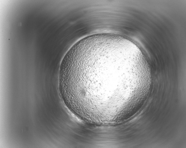 X0000068301244200605051925