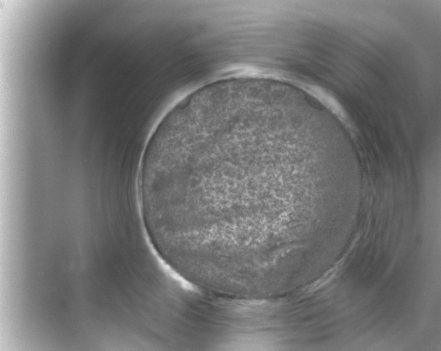 X0000068301247200605051925