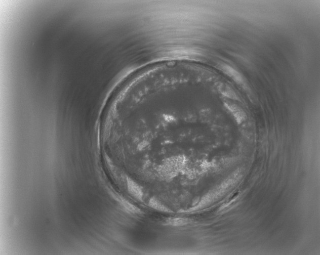 X0000068301275200605051924