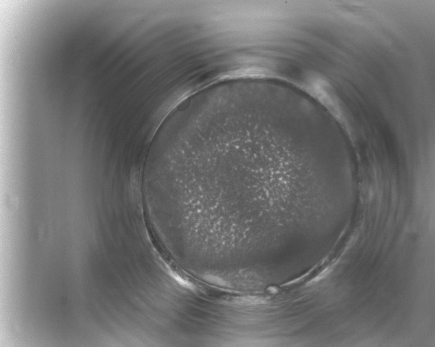 X0000068301337200605051923