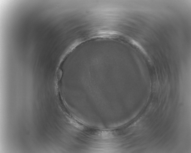 X0000068301362200605051922