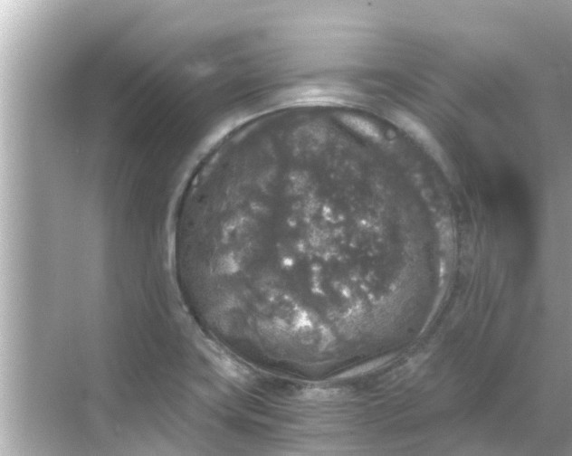 X0000068301419200605051921