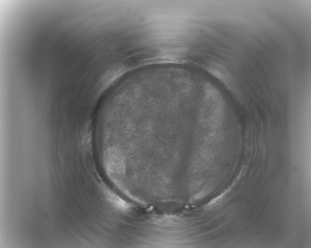 X0000068301450200605051921