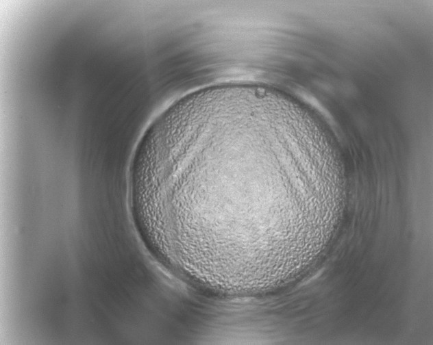 X0000068301467200605051920