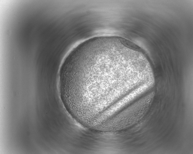 X0000068301472200605051920