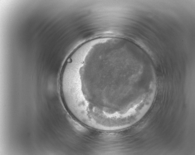 X0000068301474200605051920