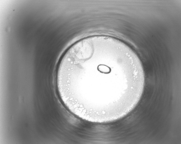 X0000068301514200605051920