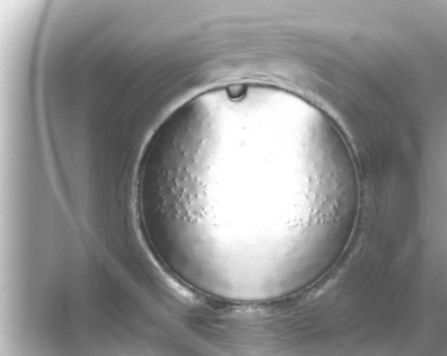 X0000068301525200605051920