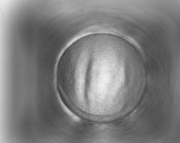 X0000068301528200605051920