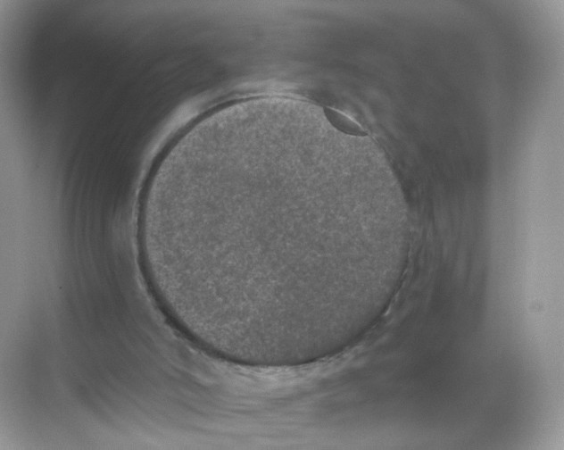 X0000068300006200605122016