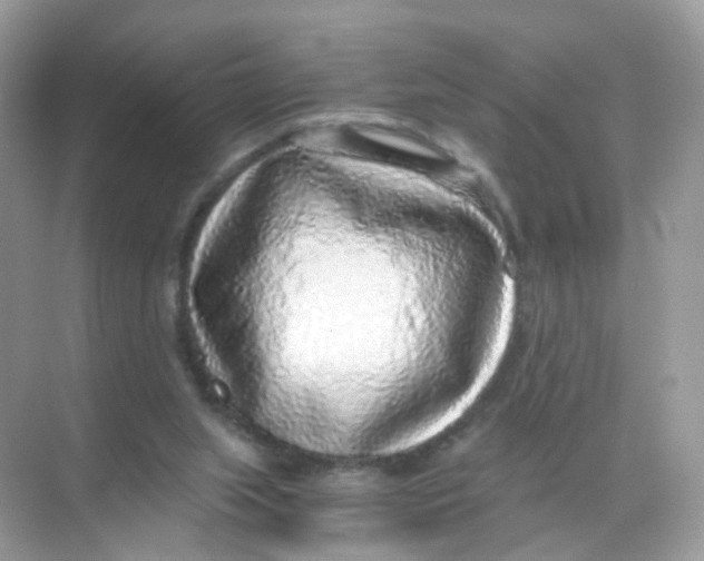 X0000068300063200605122014