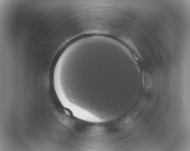 X0000068300204200605122012