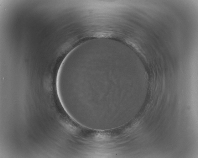 X0000068300303200605122011