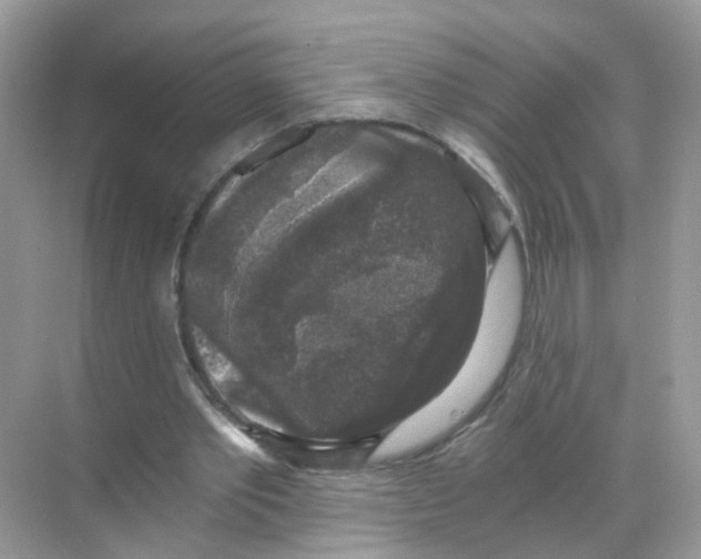 X0000068300389200605122009