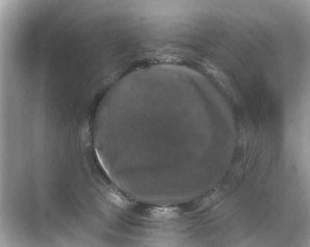X0000068300465200605122008