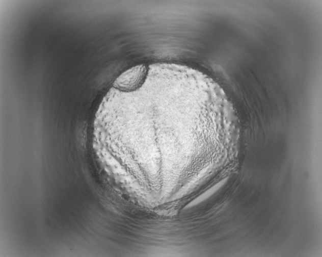 X0000068300495200605122007