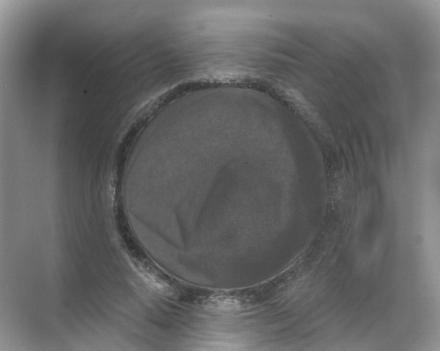 X0000068300640200605122005
